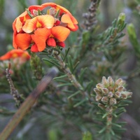 Grey Parrot-pea