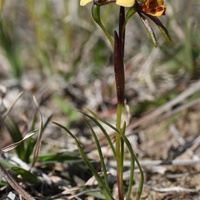 Swamp Diuris