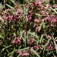 Slender Velvet-bush