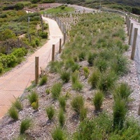 Coast Tussock Grass