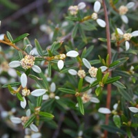 Propeller Plant or Winged Spyridium