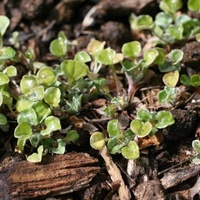 Spoon Cudweed