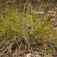 Common Bog-sedge