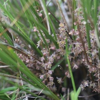 Small-flowered Mat-rush