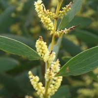 Coast Wattle