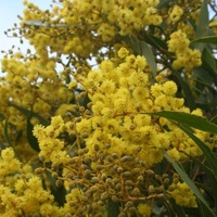 Golden Wattle