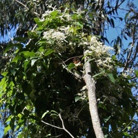 Old Man's Beard, Mountain Clematis