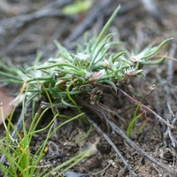 Dwarf Wire-lily