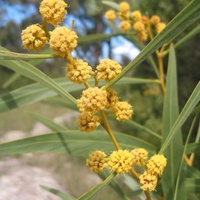 Golden Wreath Wattle