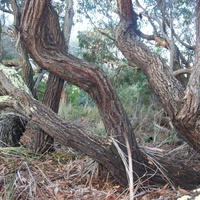 Ironbark