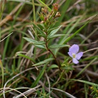 Slender Speedwell