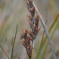 Slender or Little Sword-sedge