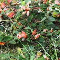 Common Flat-pea