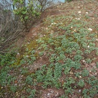 Creeping Brookweed