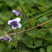 Ivy-leaf Violet