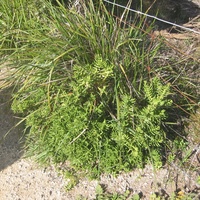 Shrubby Crassula