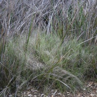 Grey Tussock-grass