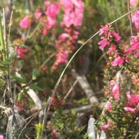 Common Heath