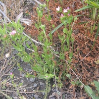 Common Centaury