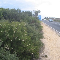 Sweet Hakea