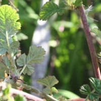 Native Raspberry