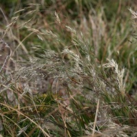 Blown Grass