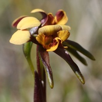 Swamp Diuris