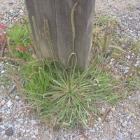 Buck's-horn Plantain