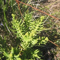 Shrubby Crassula