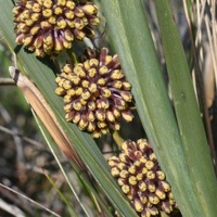 Many-flowered Mat-rush