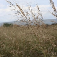 Coast Spear Grass