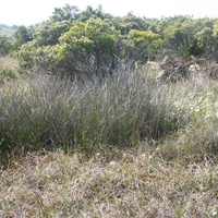 Slender or Little Sword-sedge