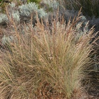 Coast Tussock Grass