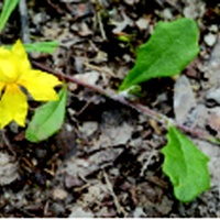 Trailing Goodenia