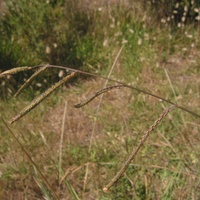 Paspalum