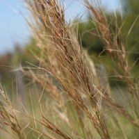 Coast Spear Grass