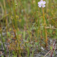 Tall Sundew