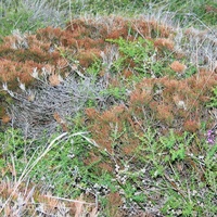 Dwarf Sheoak