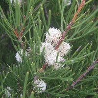 Sweet Hakea