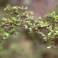 Prickly Currant-bush or Native Currant