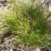 Common Bog-sedge