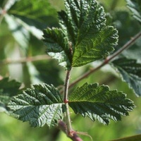 Native Raspberry