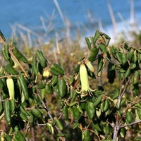 Common Correa