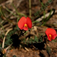 Red-ridng Hood Pea