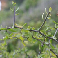 African Boxthorn