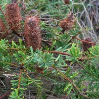 Silver Banksia