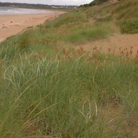 Hairy Spinifex