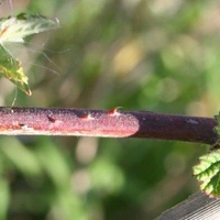 Native Raspberry