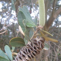 Coast Banksia