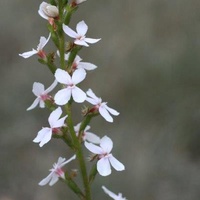 Grass-leaved Triggerplant